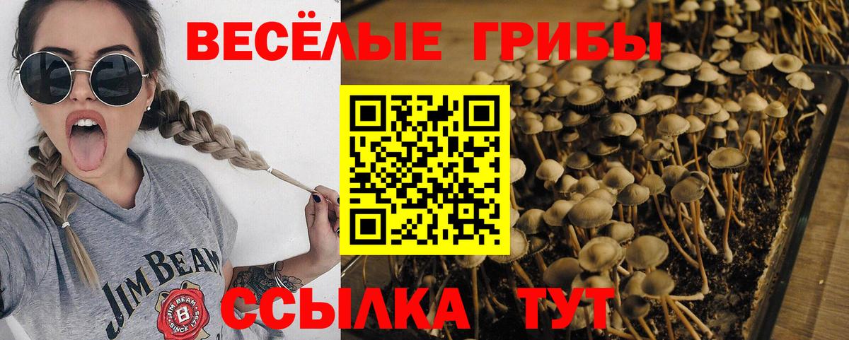 Псилоцибиновые грибы Psilocybine cubensis  Вход с VPN  Фрязино 